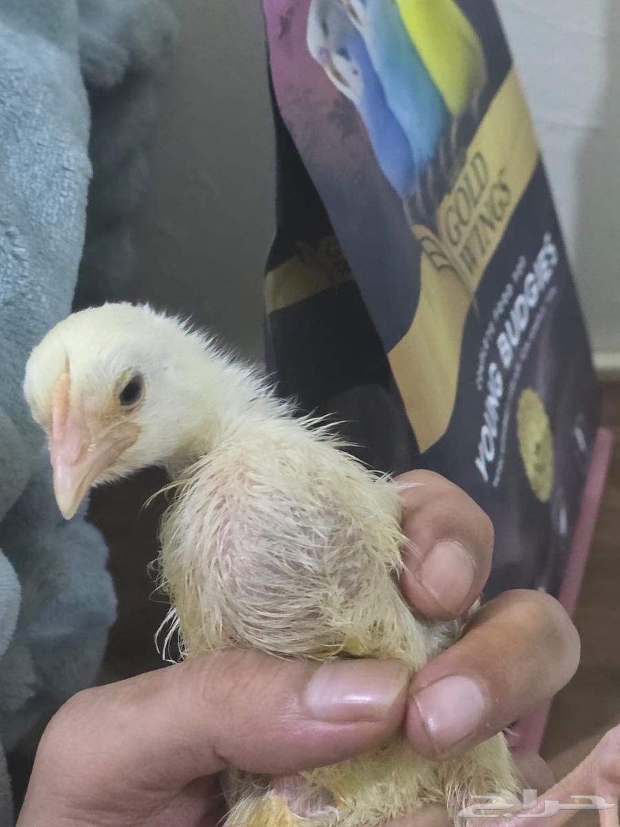 صوص للبيع ب 20ريال مع القفص64360478371459112