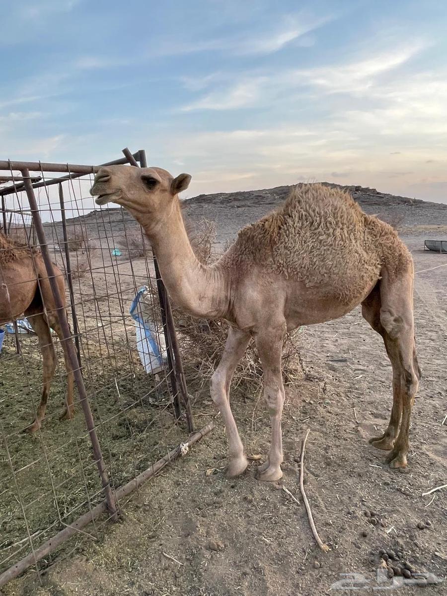 حاشي للبيع العمر 7 شهور64360216567938110