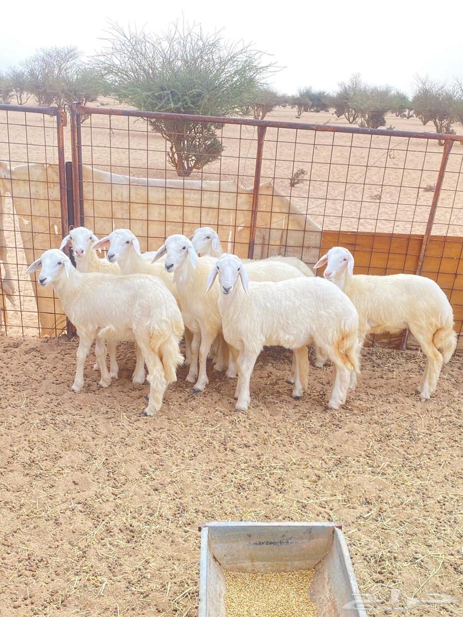 Hello and may God's mercy and blessings be upon you, I am offering for sale a good condition Rokhal counter 664358598769538114