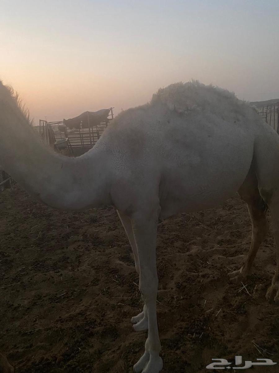 حاشي البيع64354637073155112