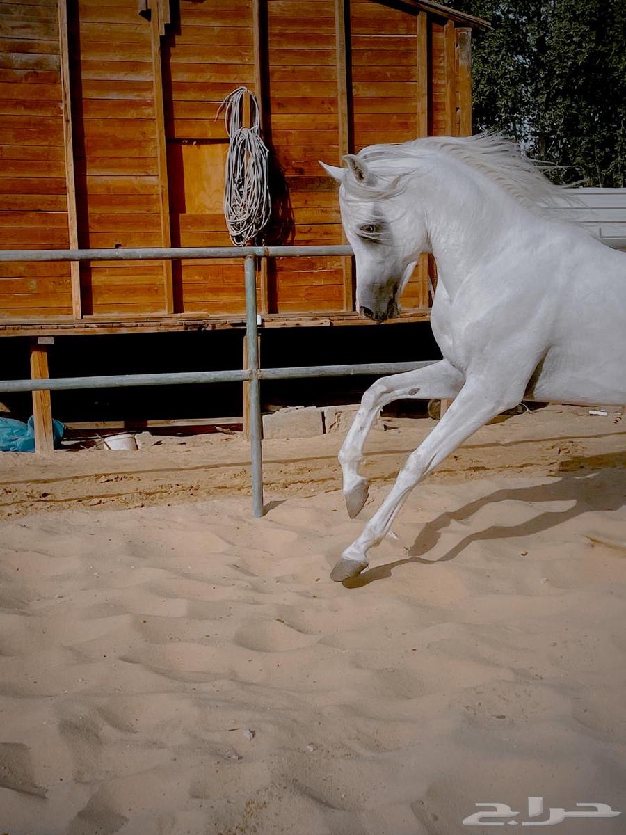 حصان شعبي64349140497025110