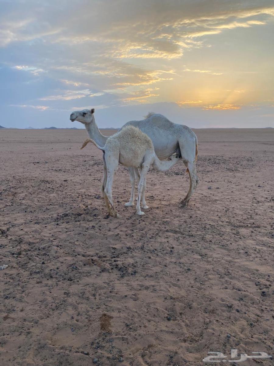 البيع قعدان64358799909123110