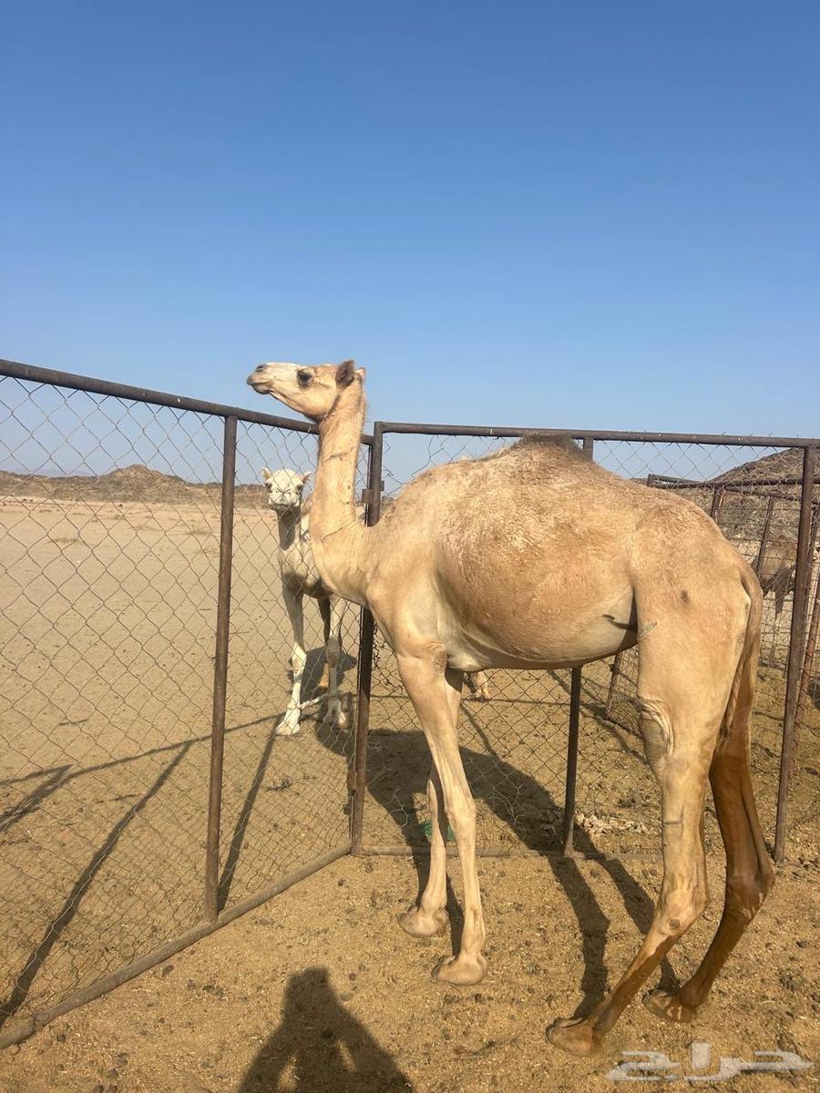 بكره للبيع64357350517123112