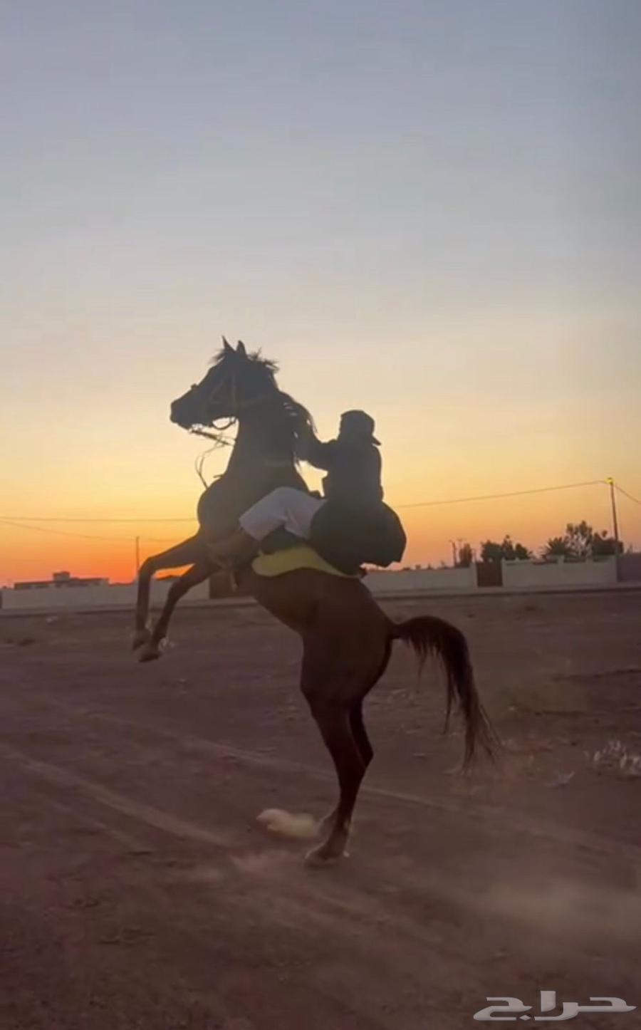 حصان واهو للبيع64356602311682111