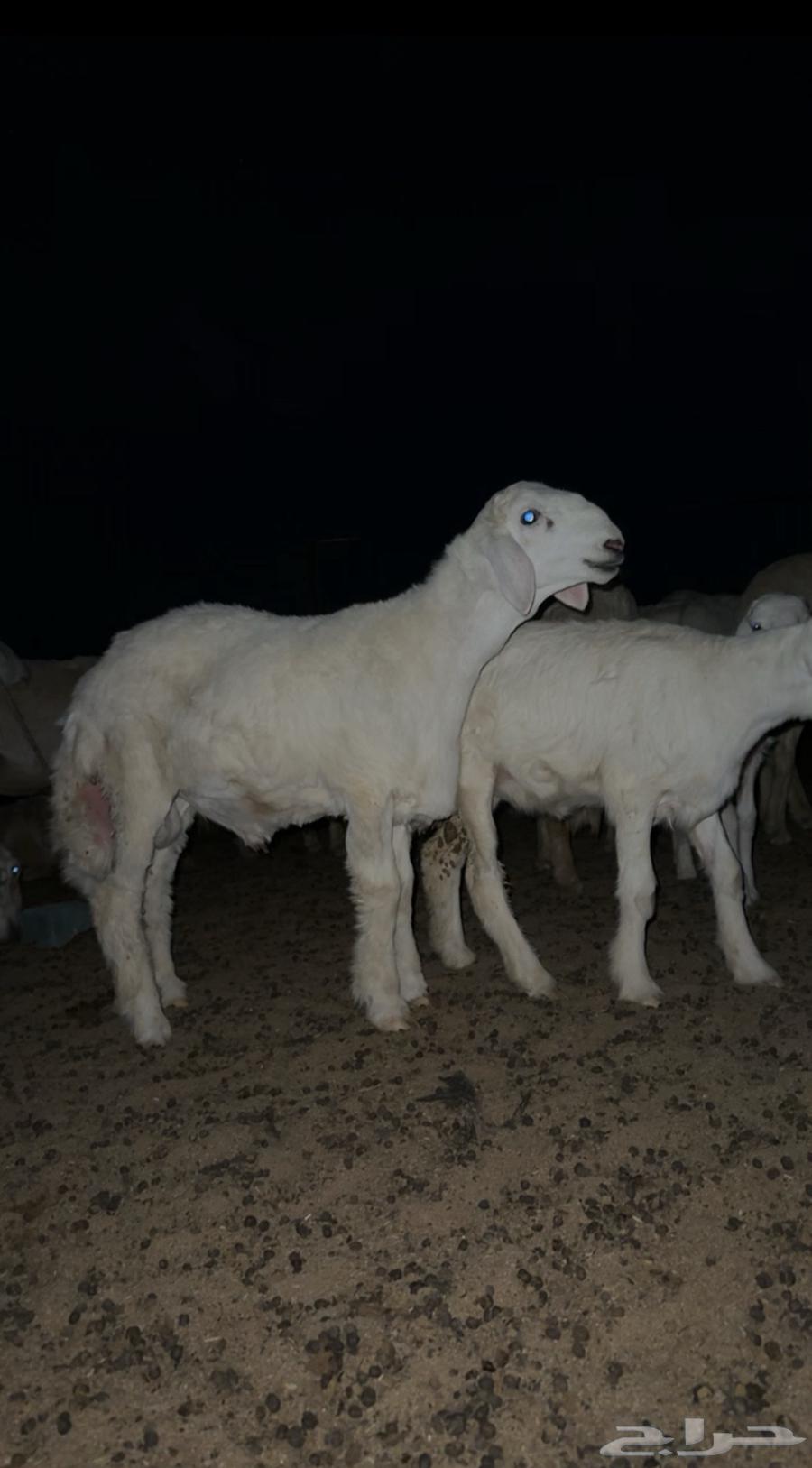 مشروع فحل حري صنف64360247130883110