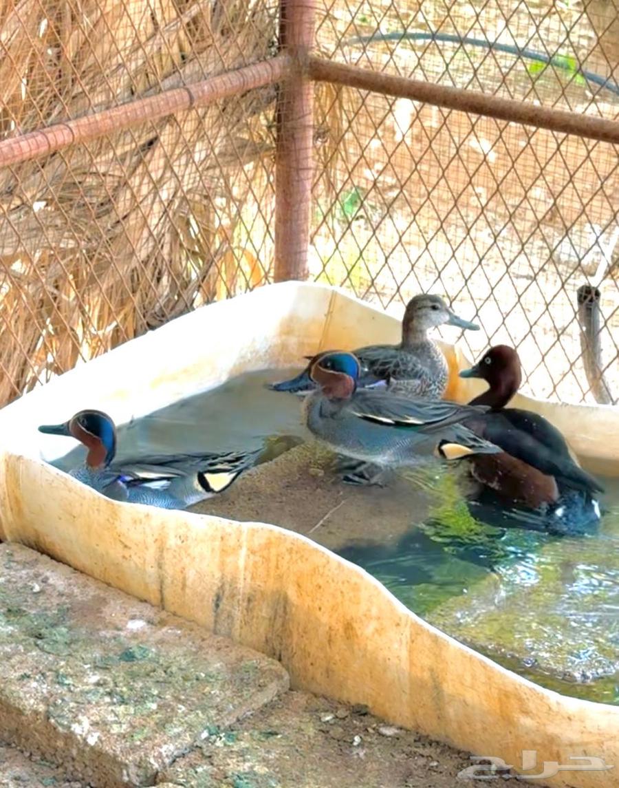 بط نوادر محميات طيور64375813527426111