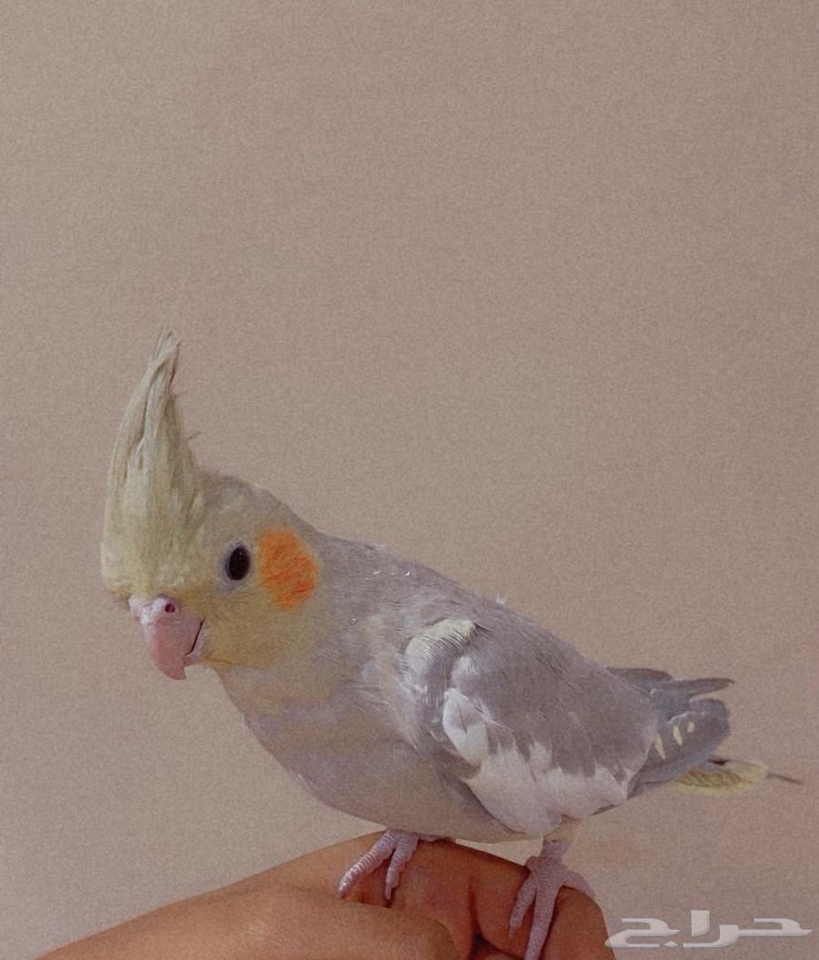 طيور كروان64374876562305113