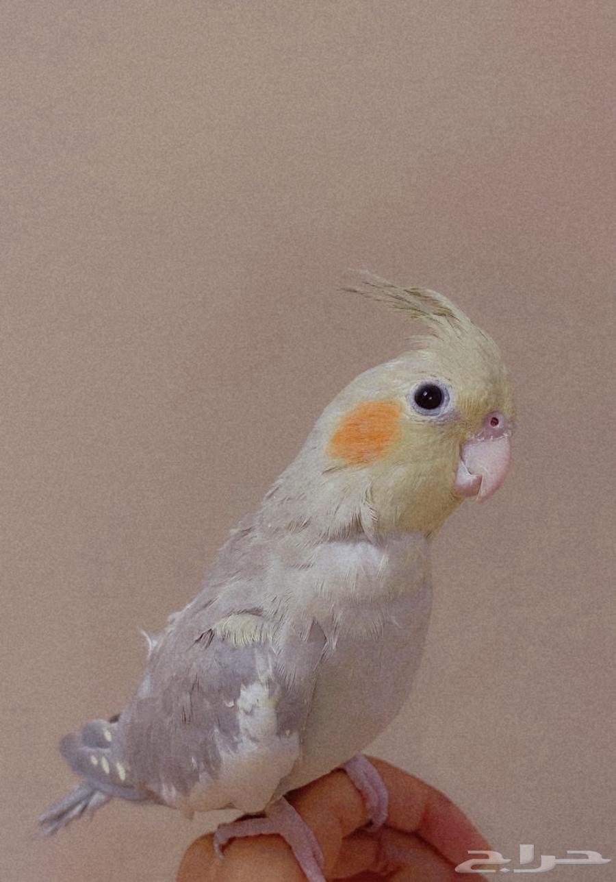 طيور كروان64374876562305112