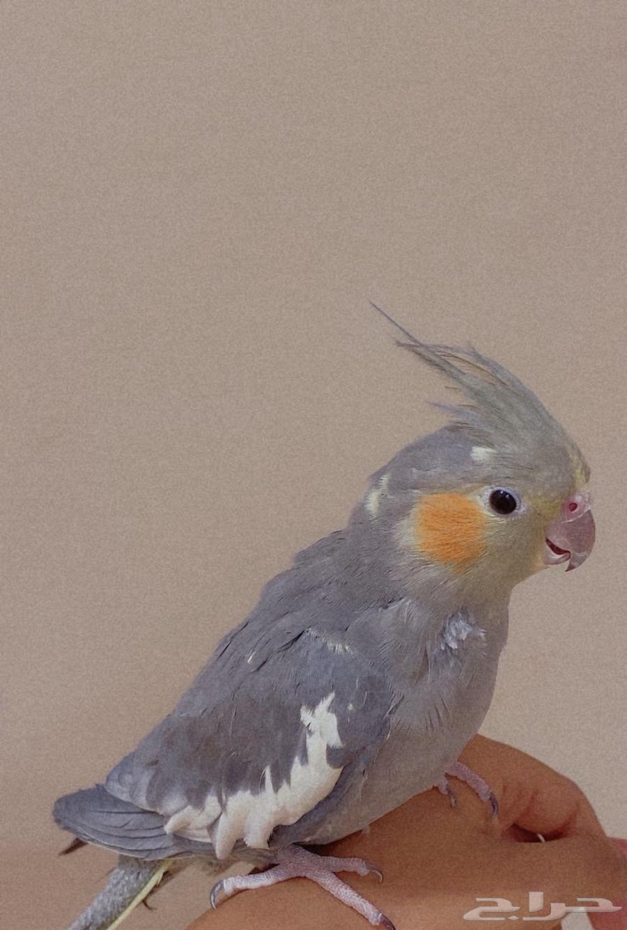 طيور كروان64374876562305111