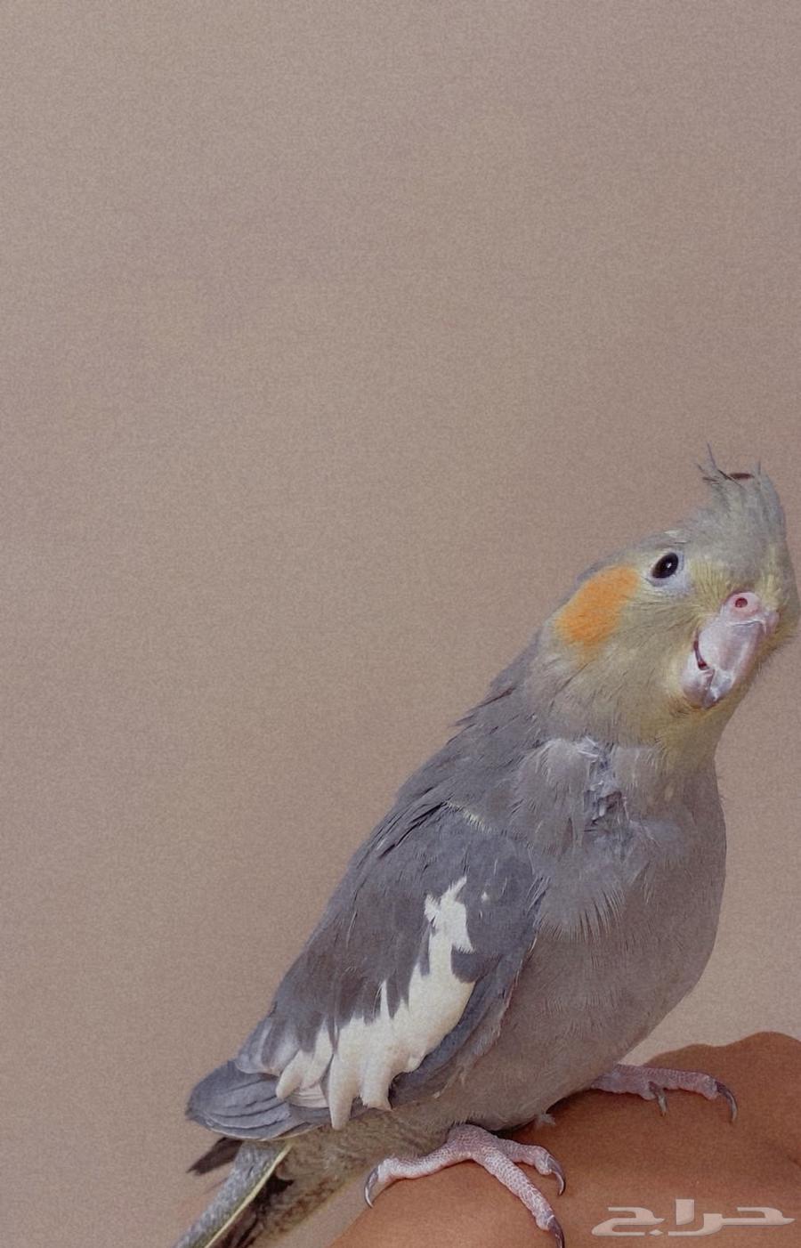 طيور كروان64374876562305110