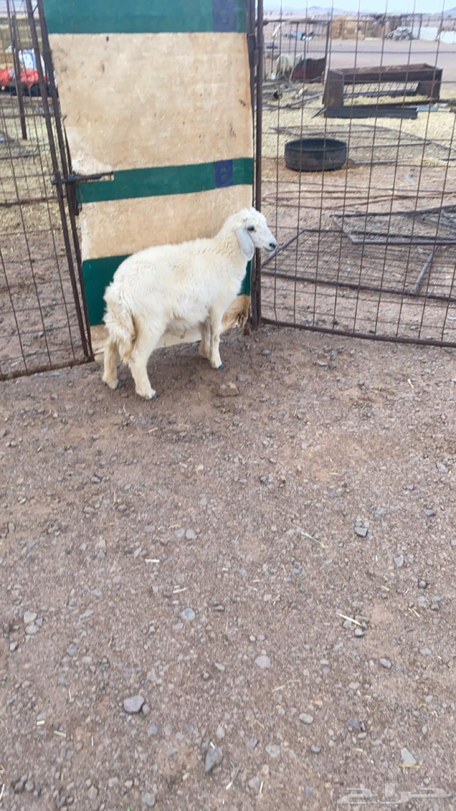 رخل تربيه64371278096258110