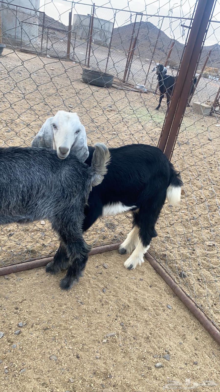 تيوس مندي للبيع64373536490498112