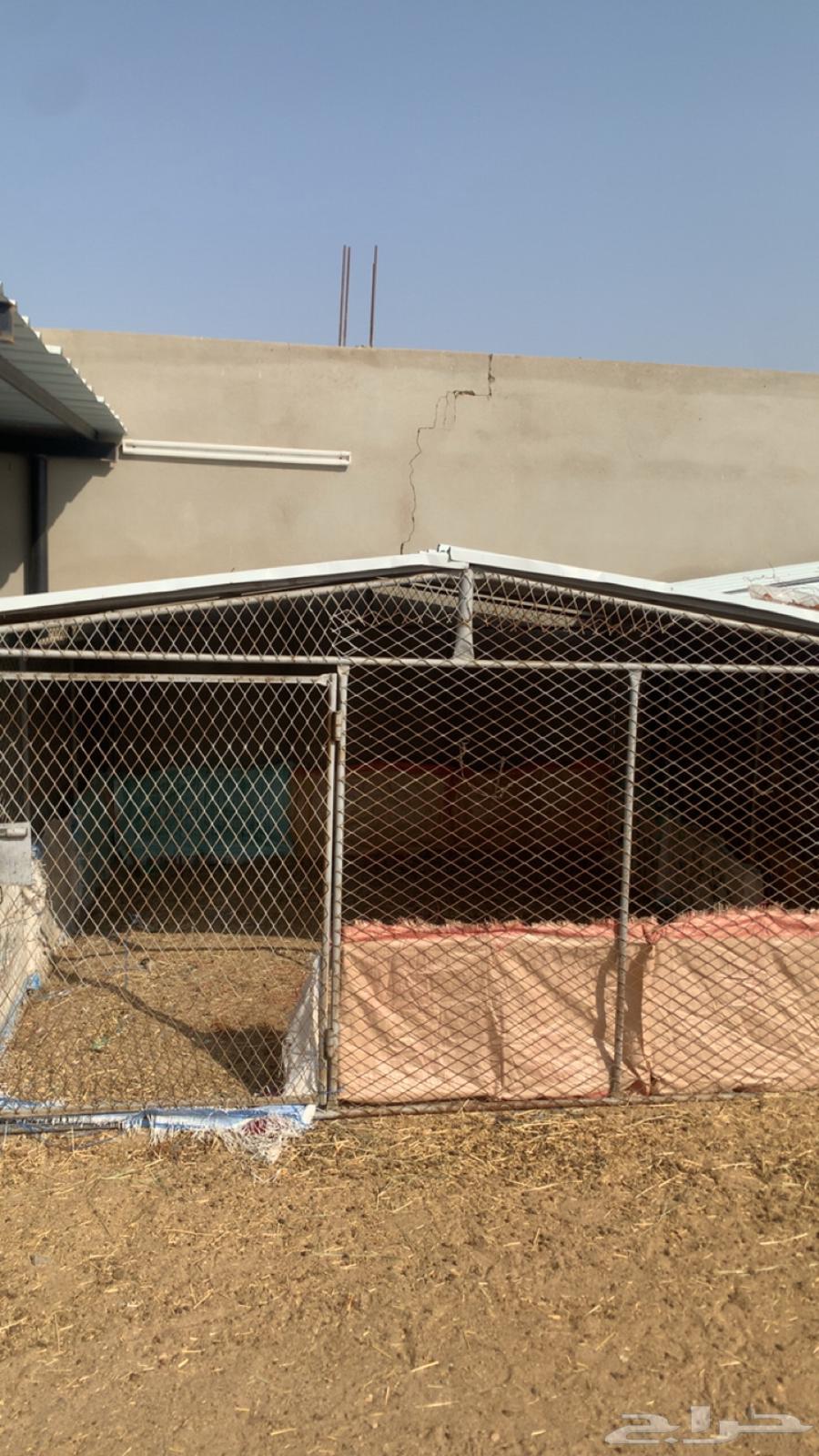 شبكين للبيع64354549077507111