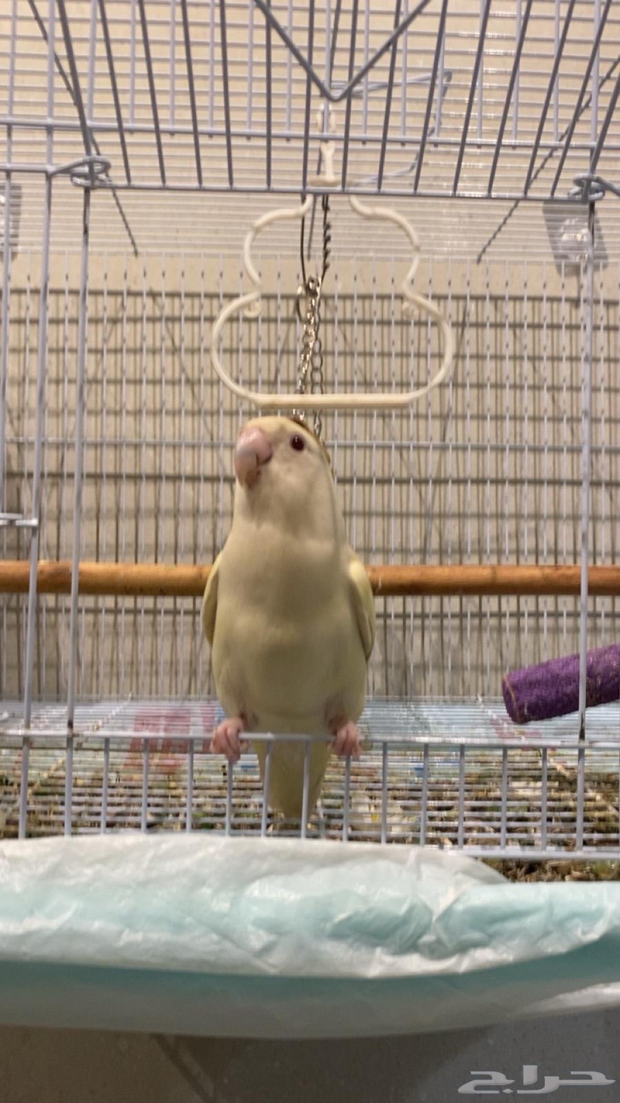 Rose parrot for sale, can be exchanged with a crow64372244055810113