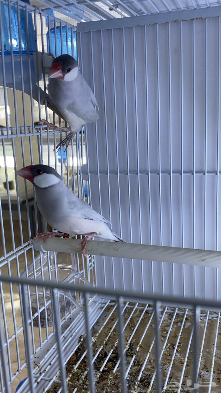 للبيع جوز جاوه سلفر جاهز64365454553219111