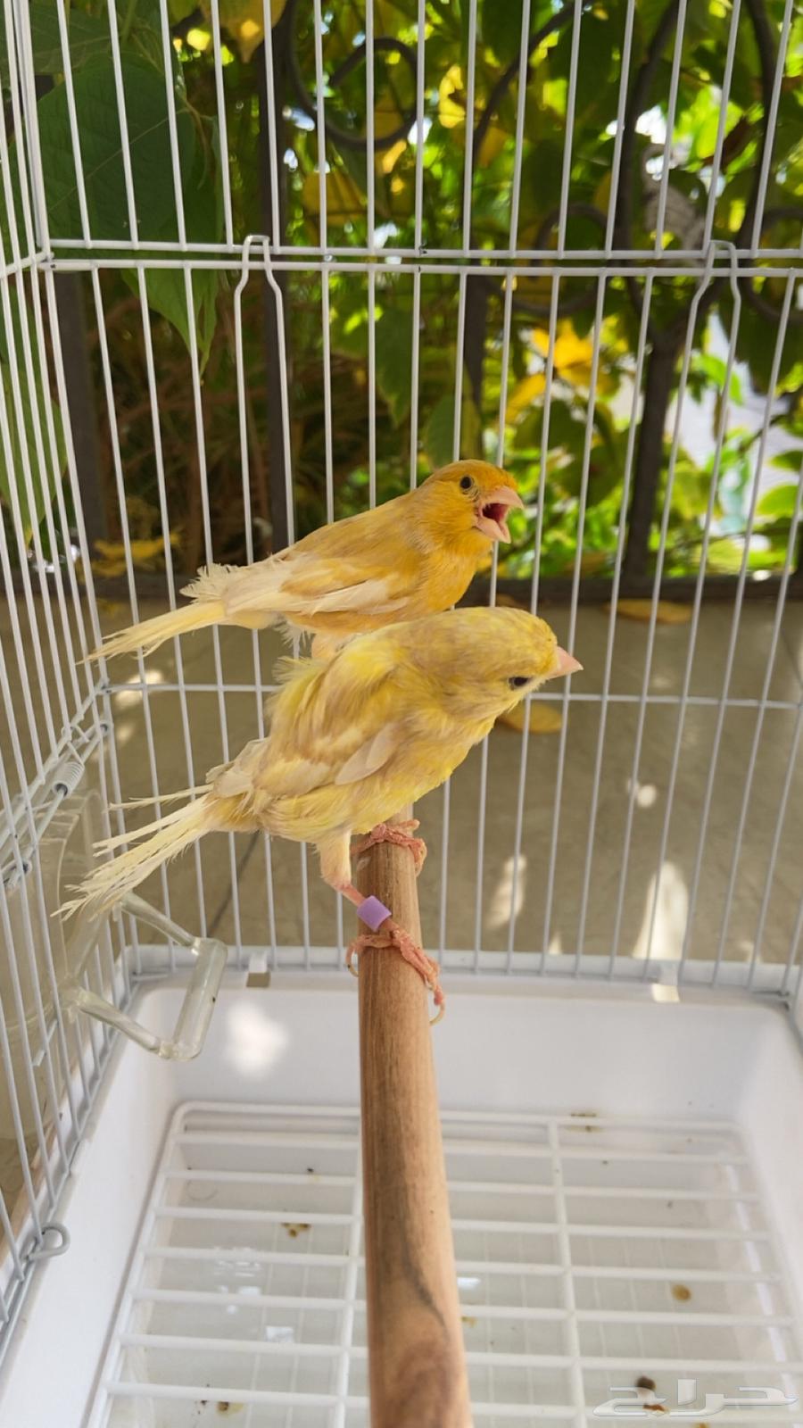 Three pairs of canaries with their chicks64371614156161112