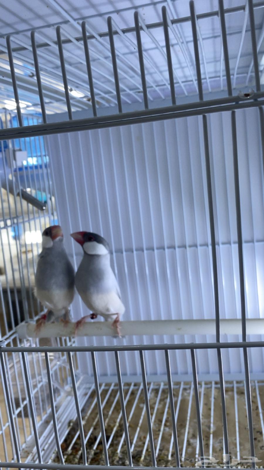 للبيع جوز جاوه سلفر جاهز64365454553219112