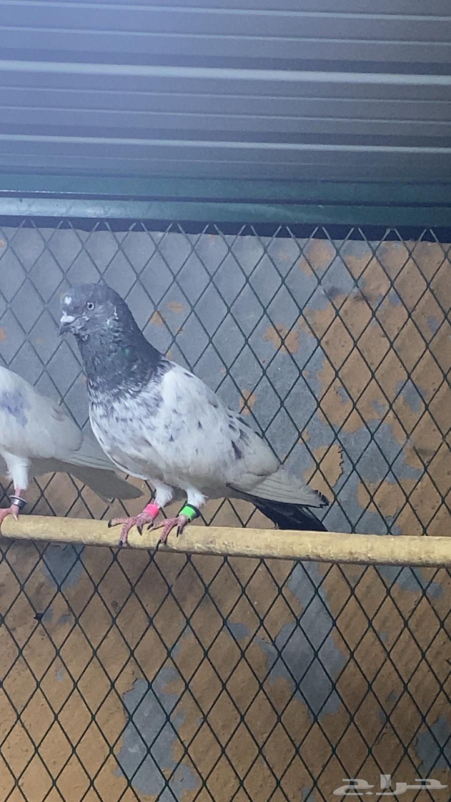 جوز حمام باكستاني64365025726721111