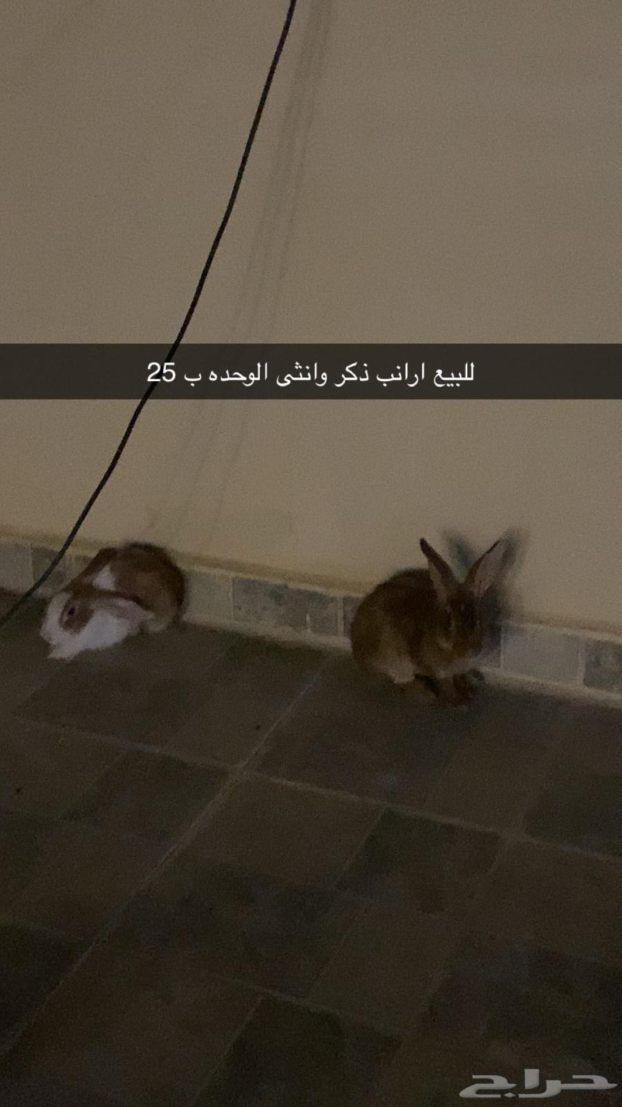 قبه64376855037955110