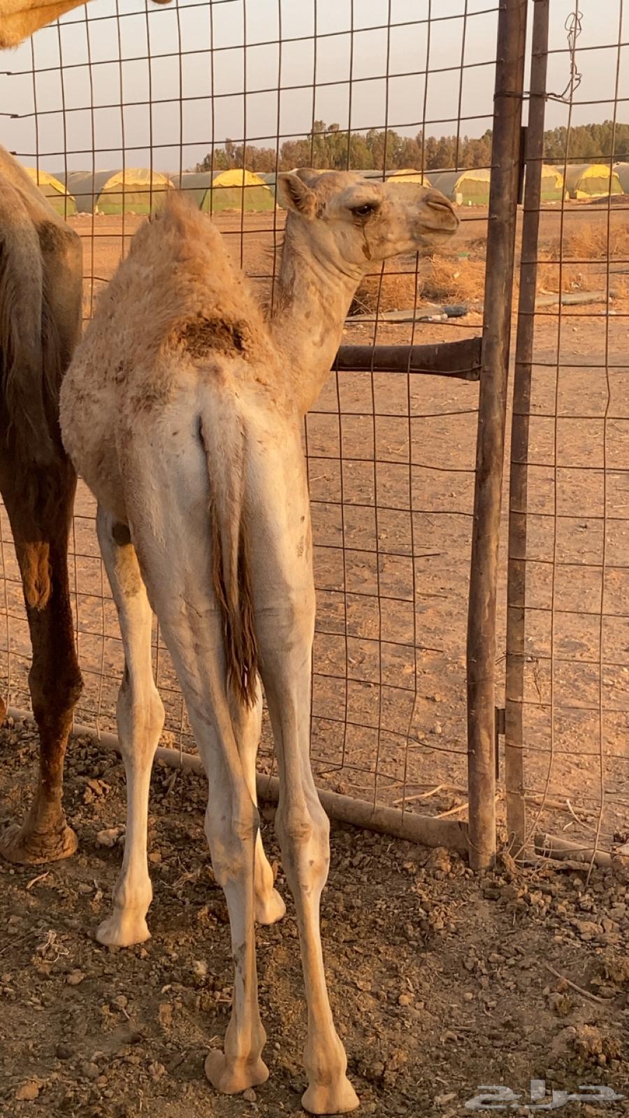 قعود لباني64372799028227110