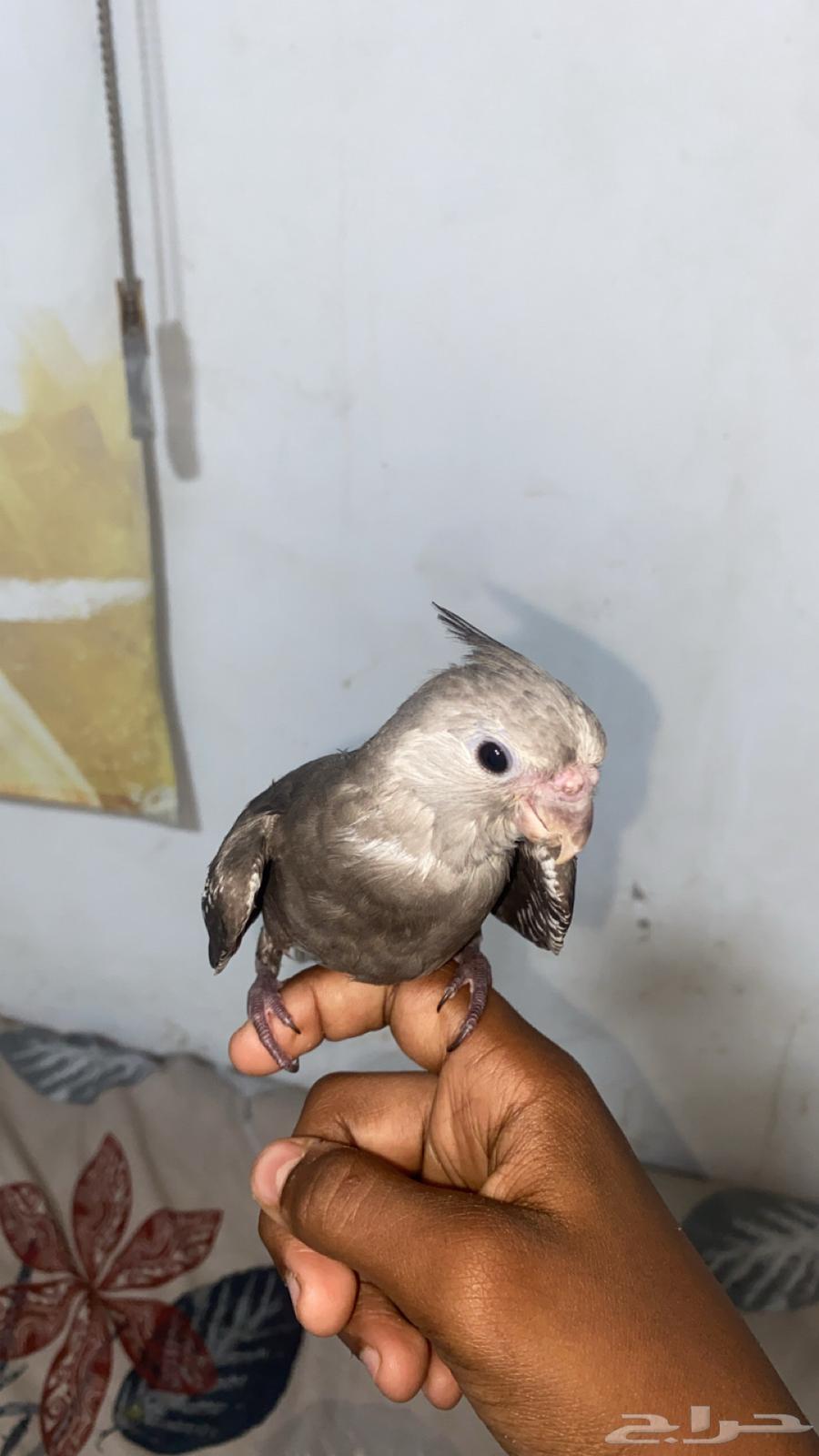 For sale, a domesticated pigeon with the word "Cookie"64374817621506114