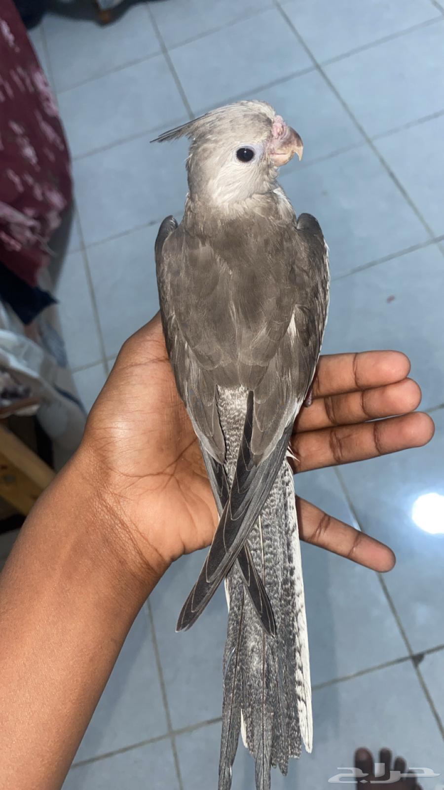 For sale, a domesticated pigeon with the word "Cookie"64374817621506110