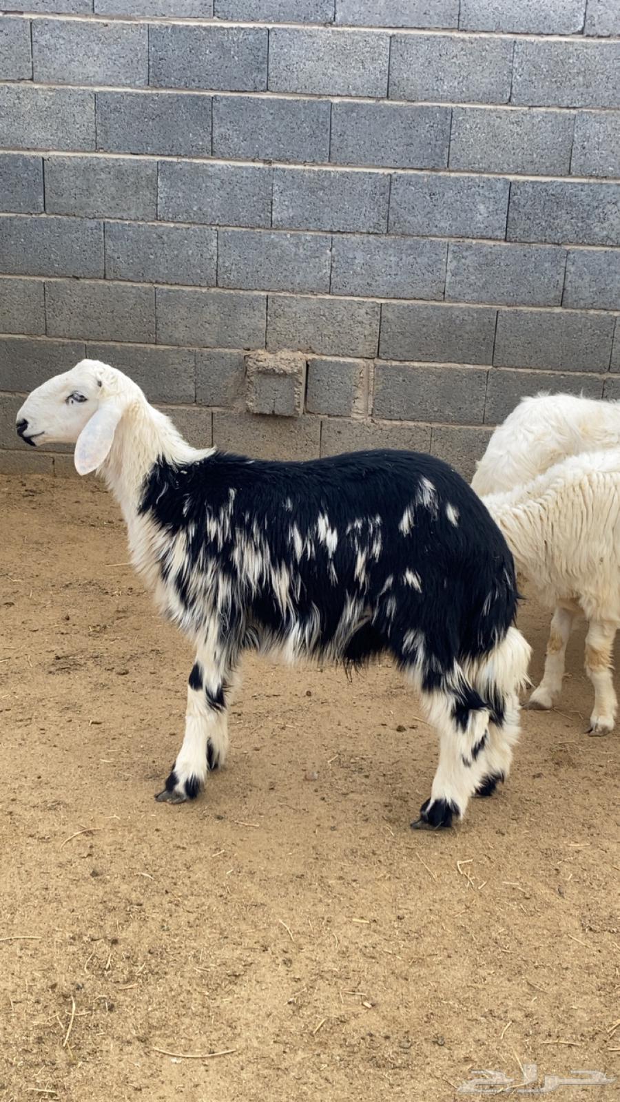 خروف طلي نجدي64371089188227111