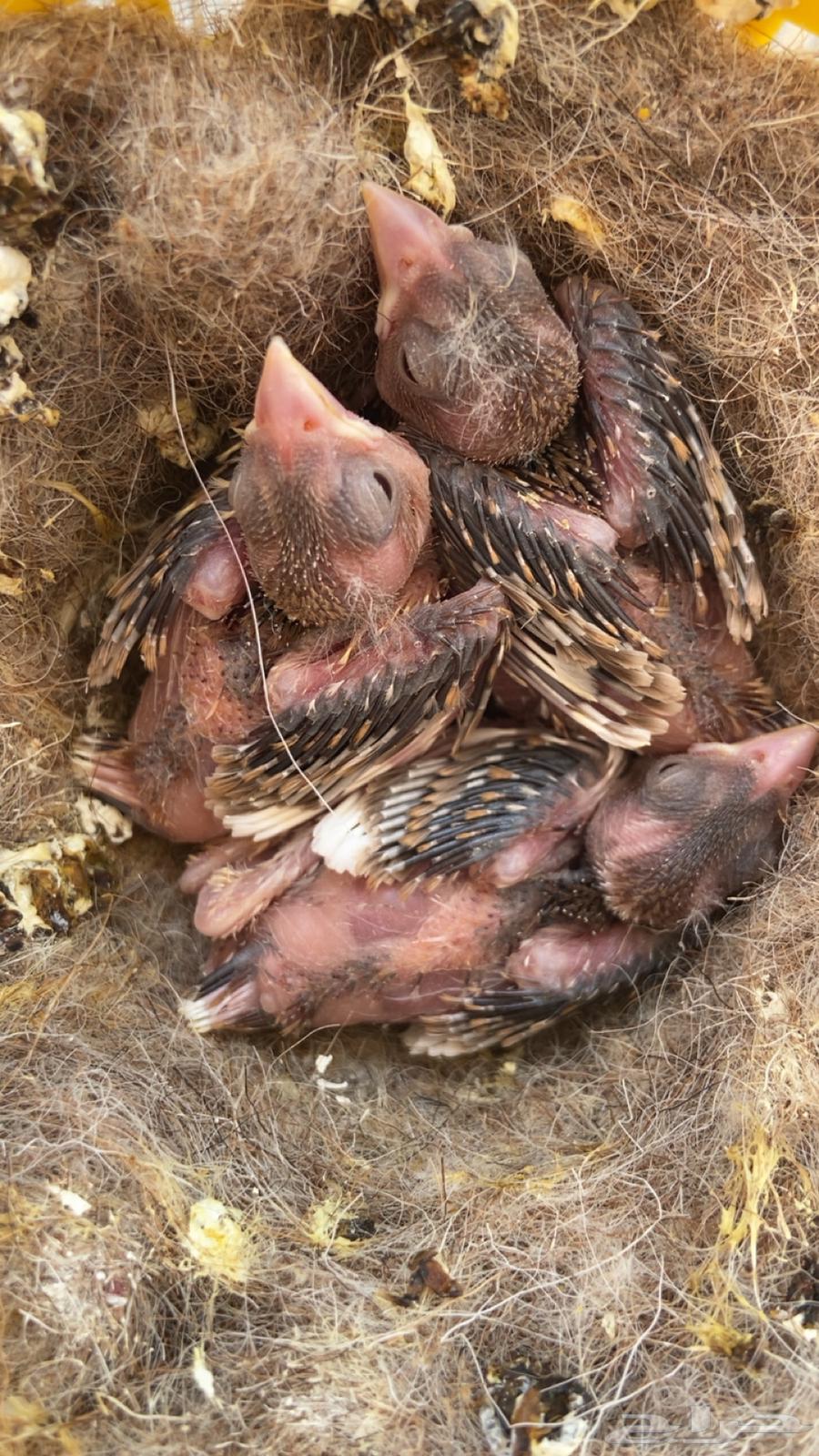 Three pairs of canaries with their chicks64371614156161111