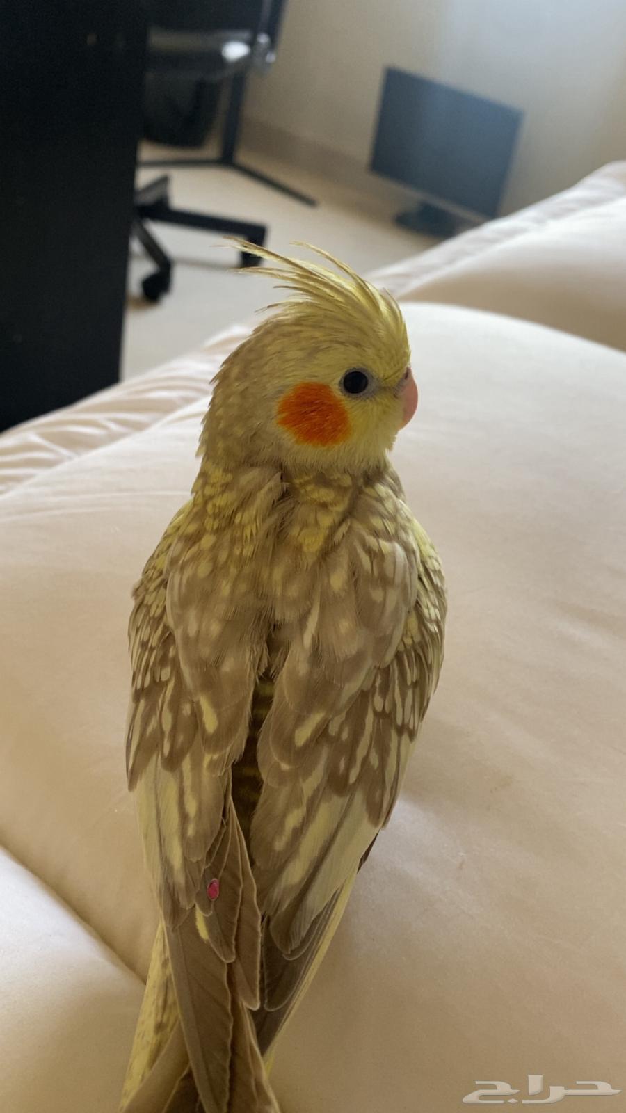 طير كروان اليف64373507343234112