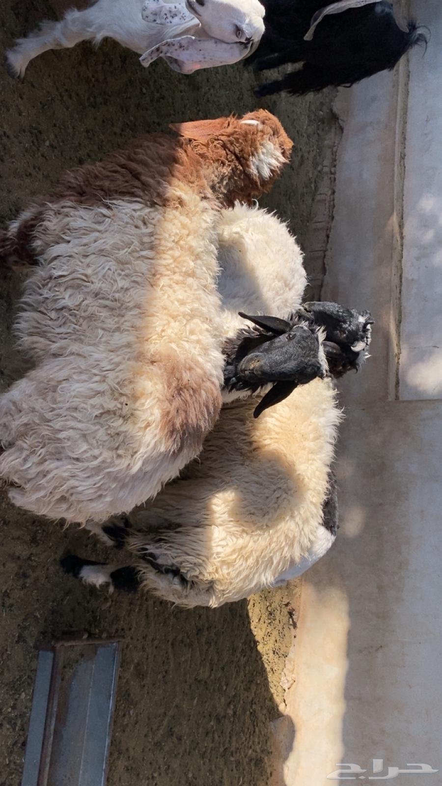 Three high-quality Najai lambs, closed64370972527875114