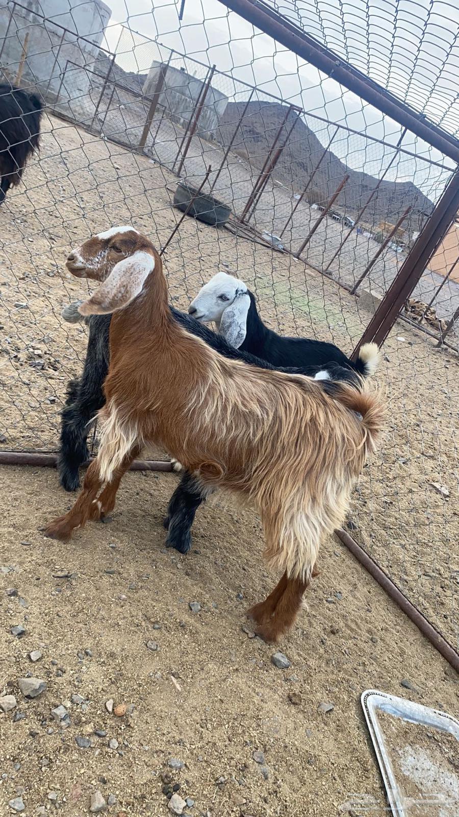 تيوس مندي للبيع64373536490498111