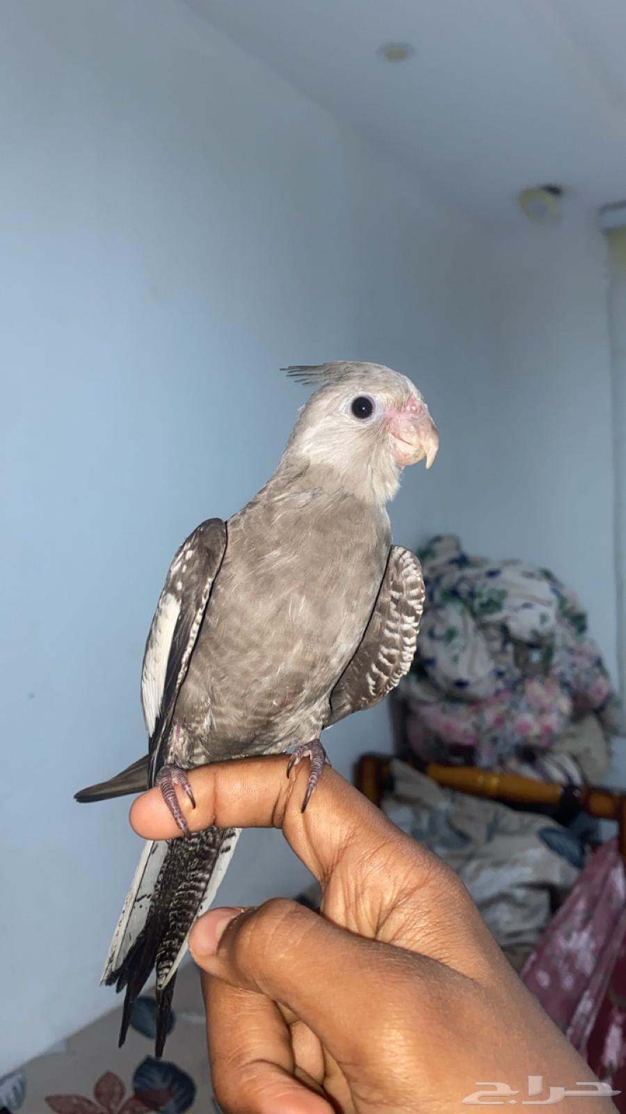 For sale, a domesticated pigeon with the word "Cookie"64374817621506112