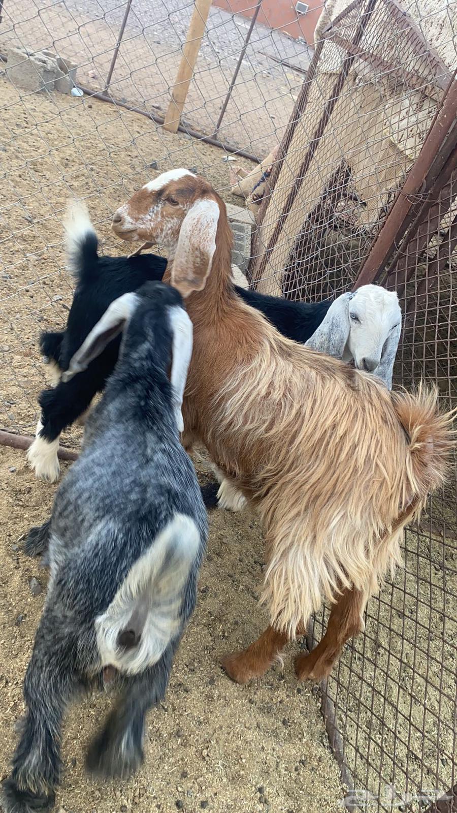 تيوس مندي للبيع64373536490498113