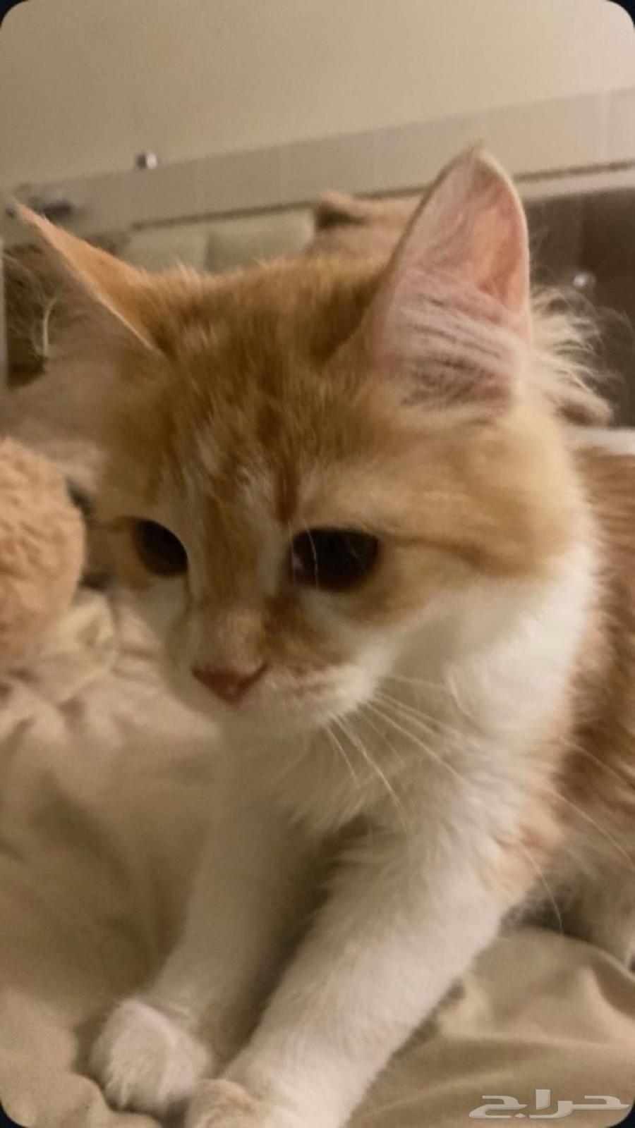 قطه للبيع64362981367042111