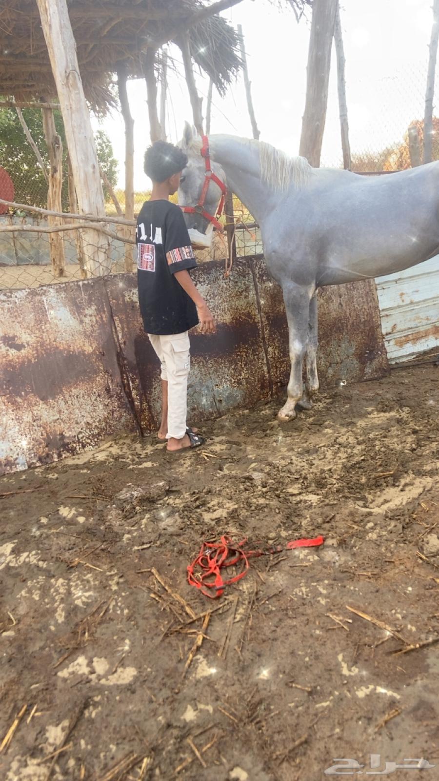 خيل شعبي64364485339010113