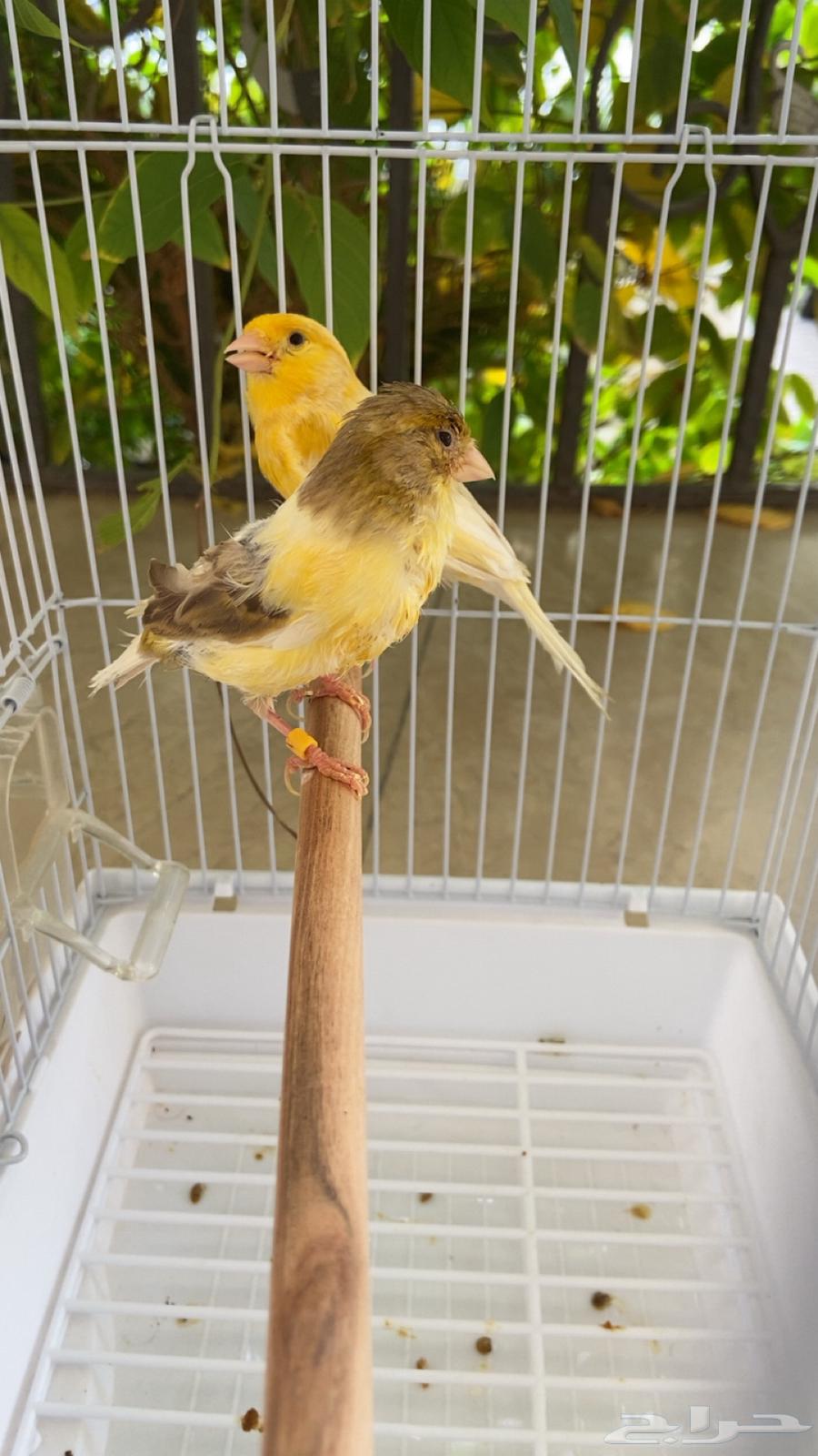 Three pairs of canaries with their chicks64371614156161110