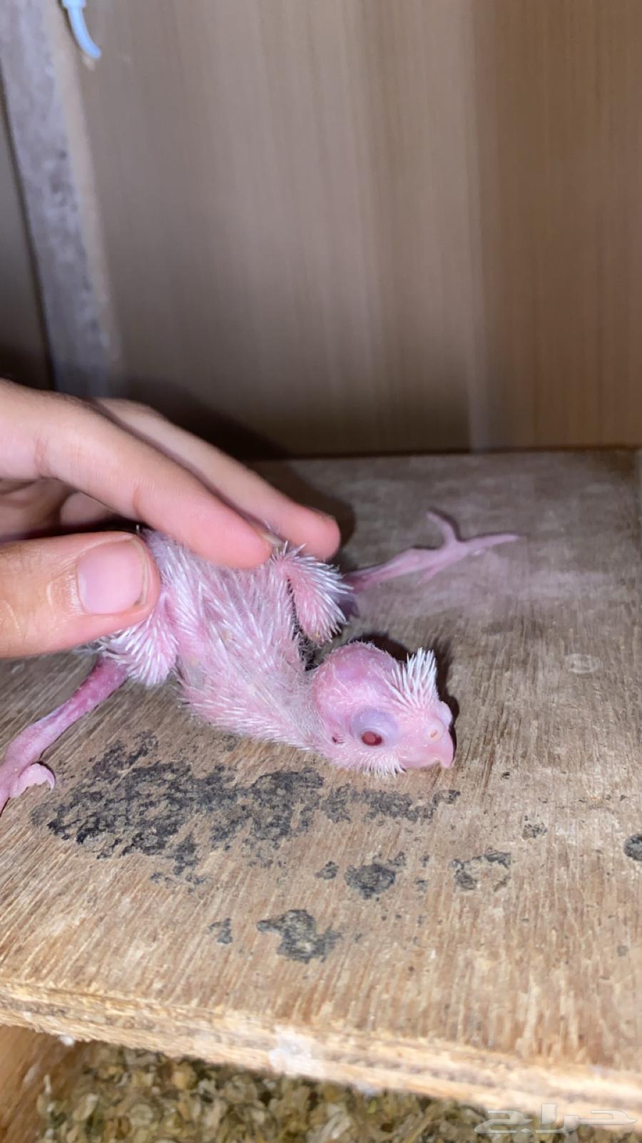 فرخ كروان البينو64369455033986110