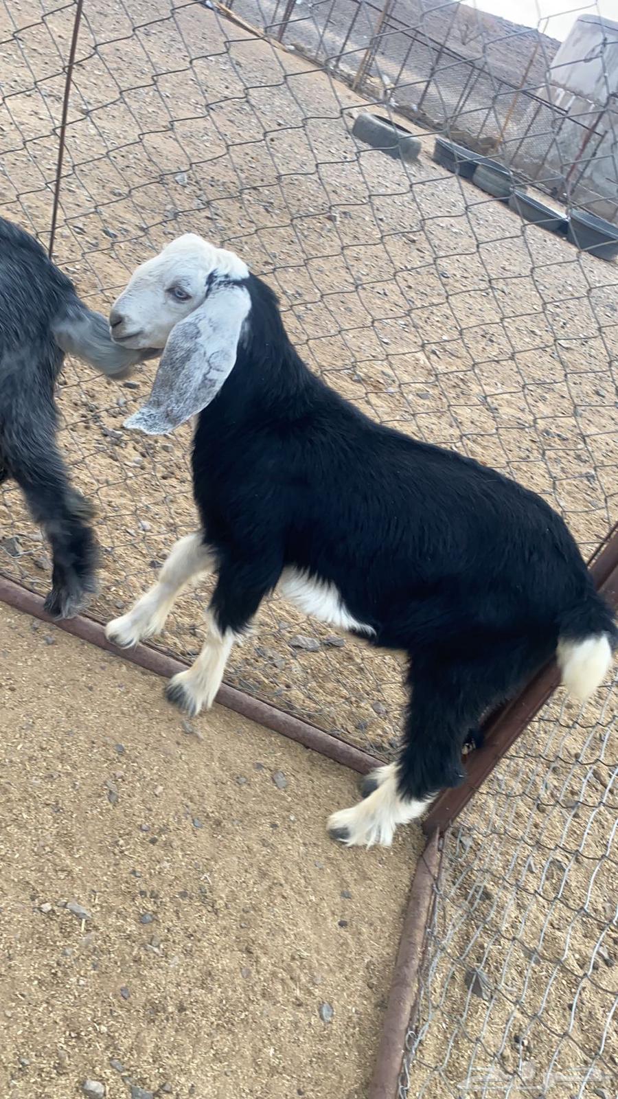 تيوس مندي للبيع64373536490498110