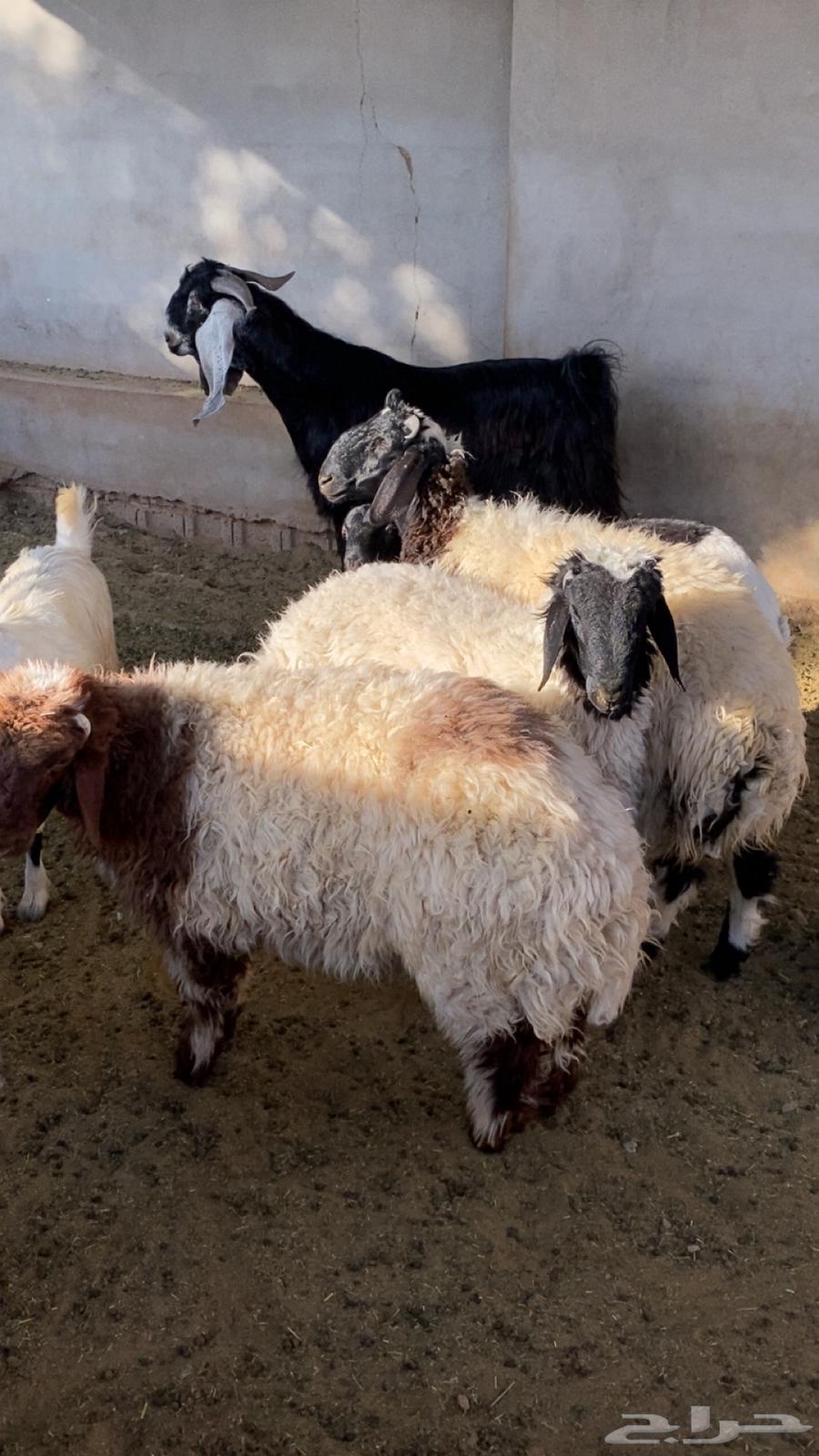 Three high-quality Najai lambs, closed64370972527875112