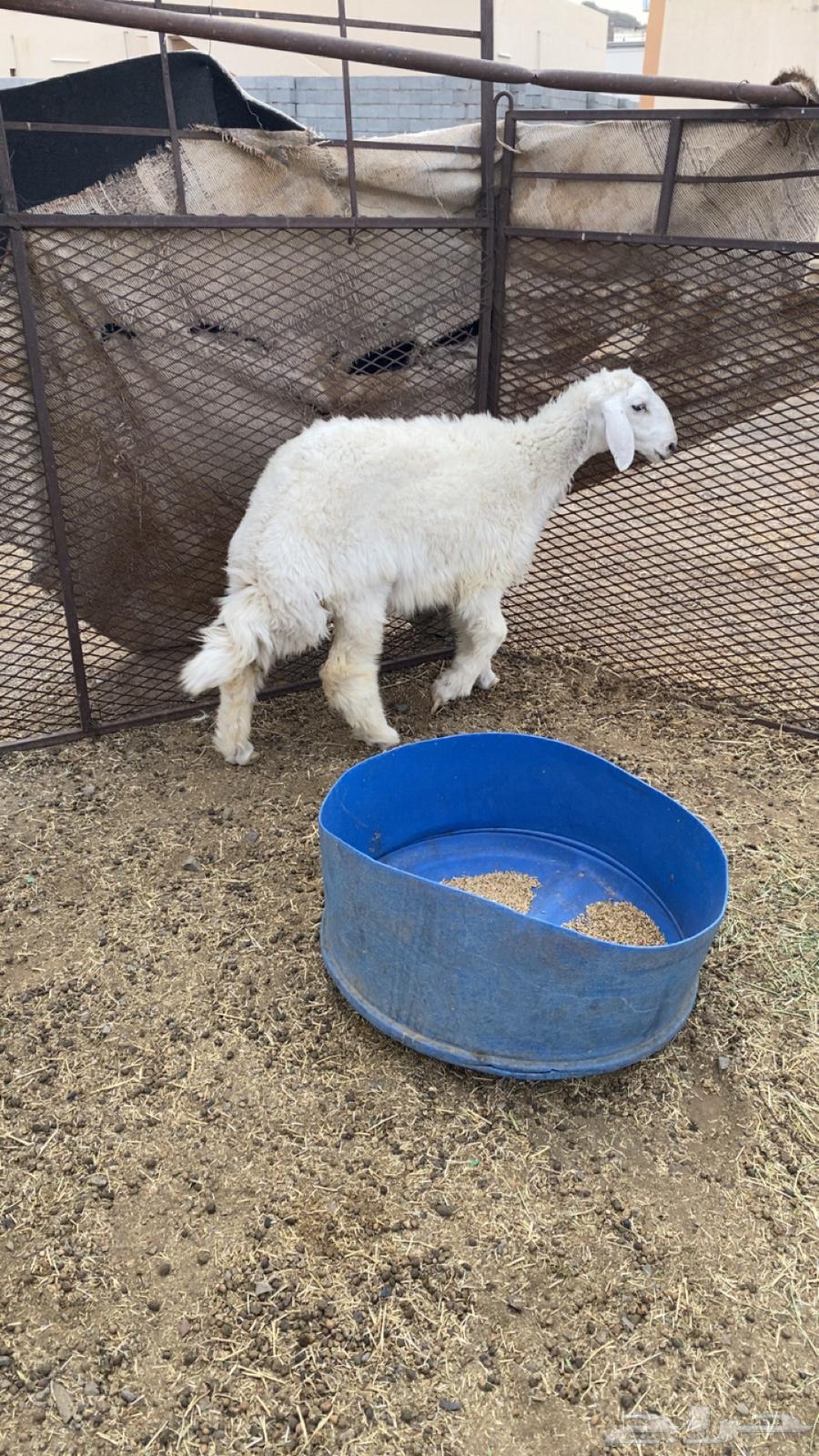 封闭式脂肪瘤64370958101379111