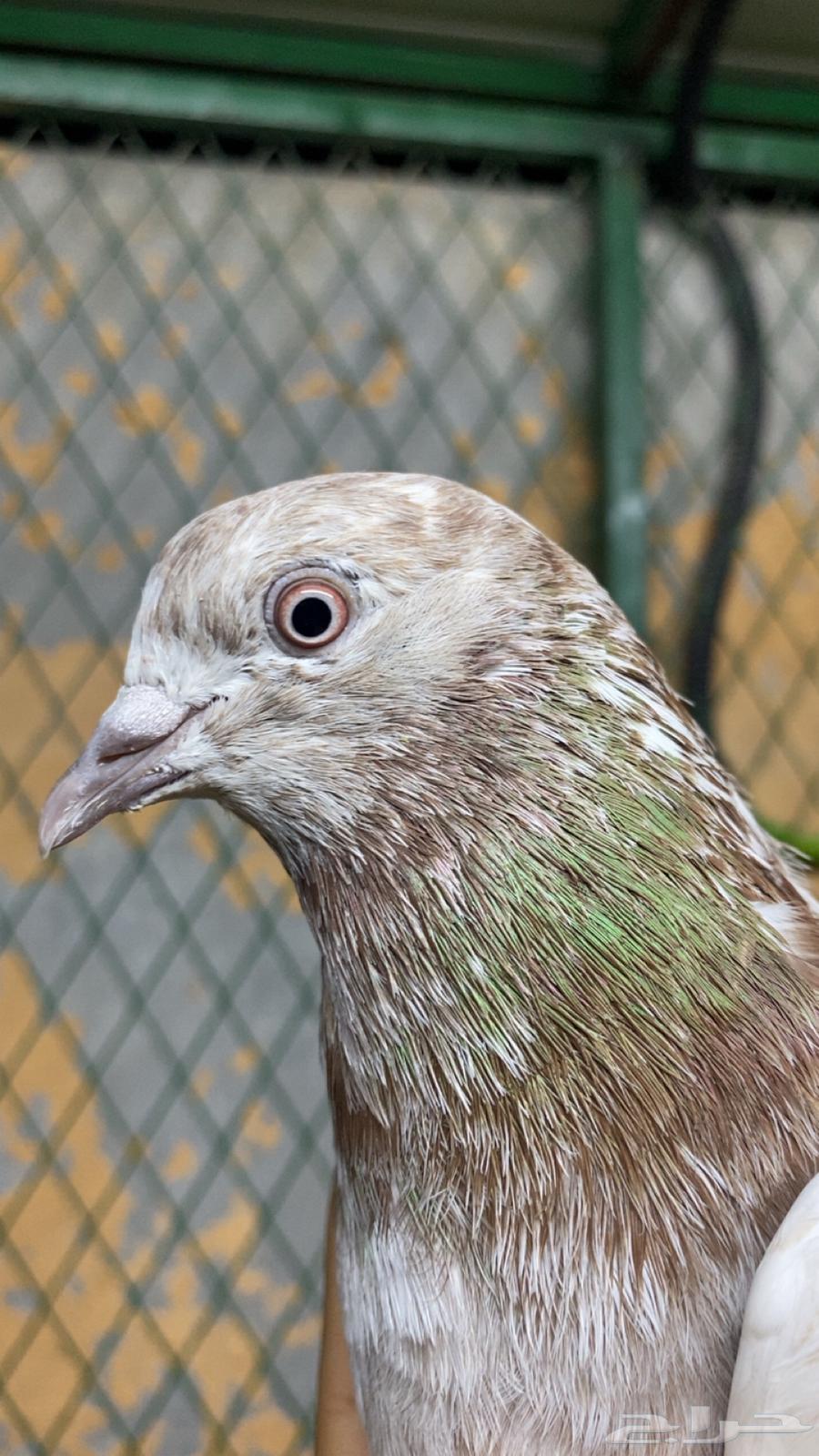 حمام باكستاني قلاب لاكه64363144470274113