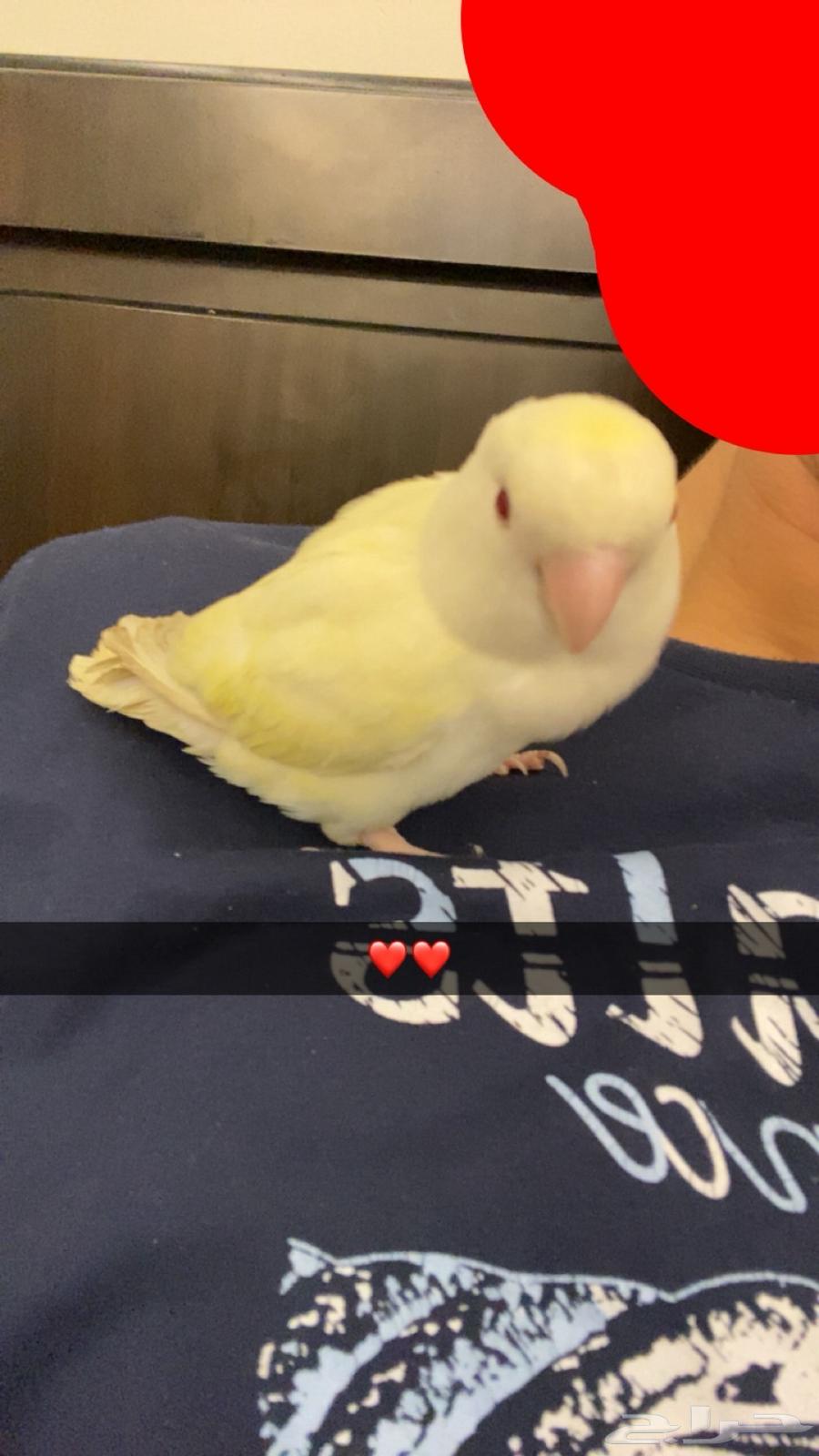 Rose parrot for sale, can be exchanged with a crow64372244055810110