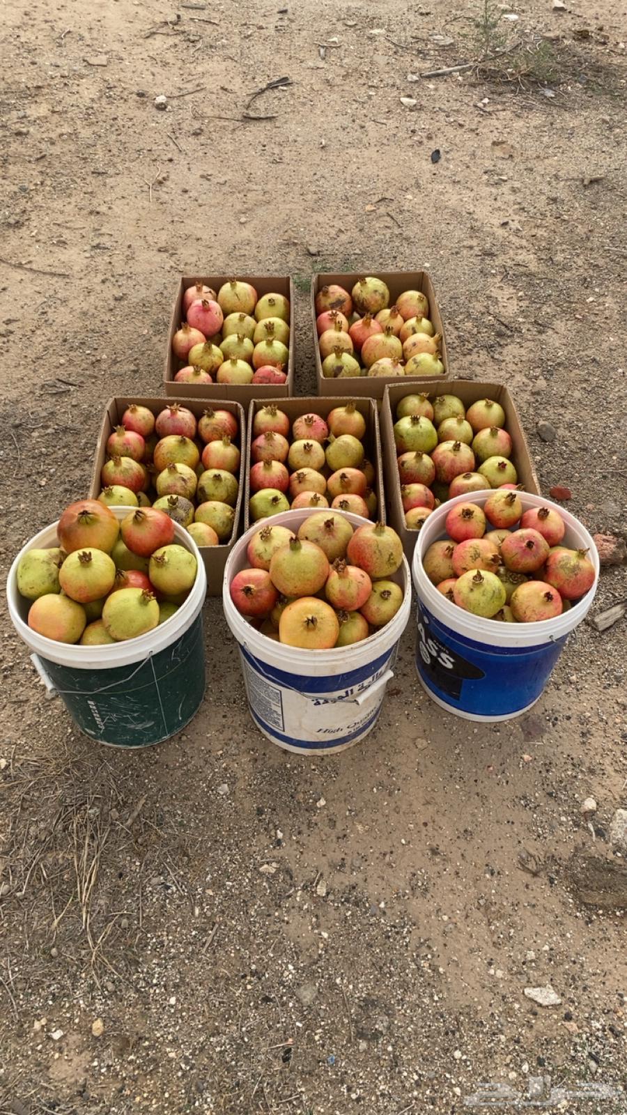 رمان جوف ال معمر64370525679362110