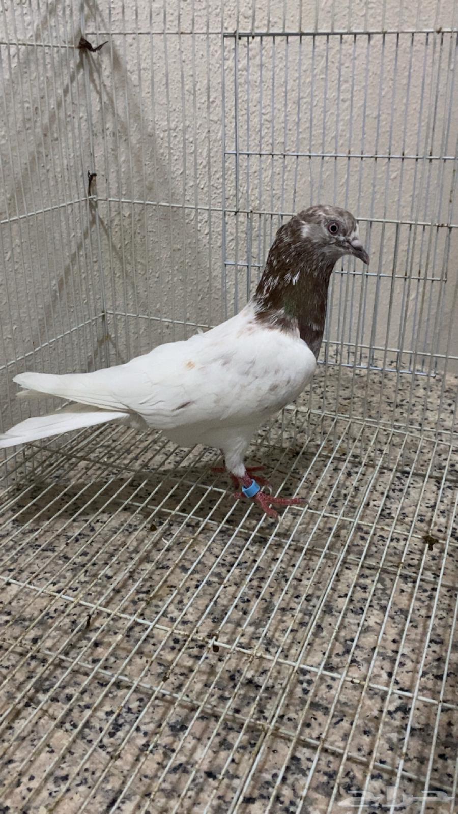 حمام باكستاني قلاب لاكه64363144470274112