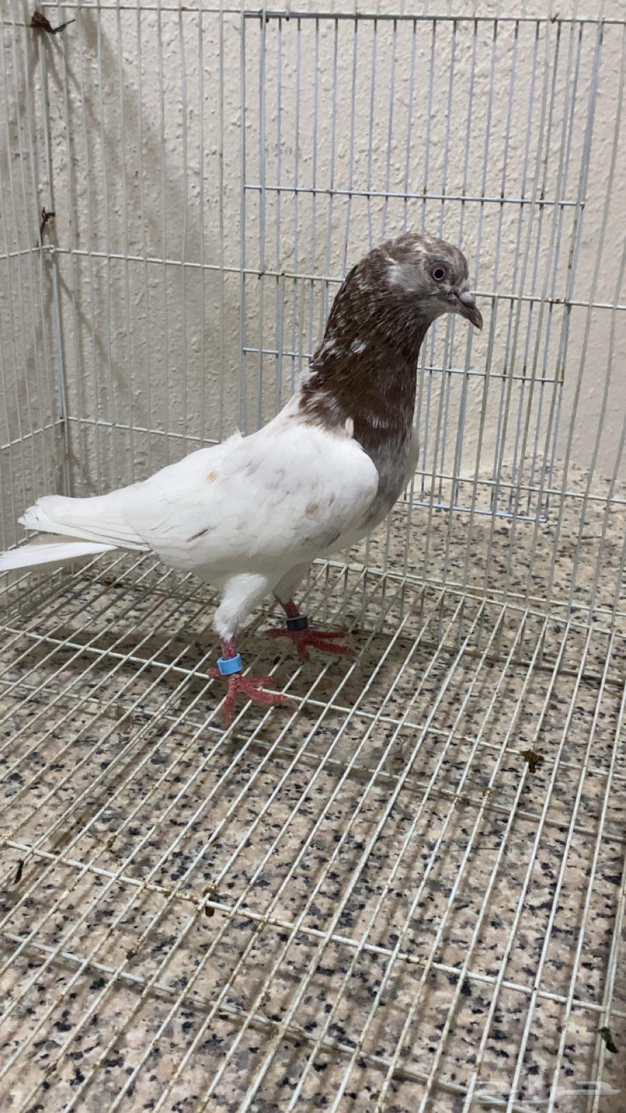 حمام باكستاني قلاب لاكه64363144470274111