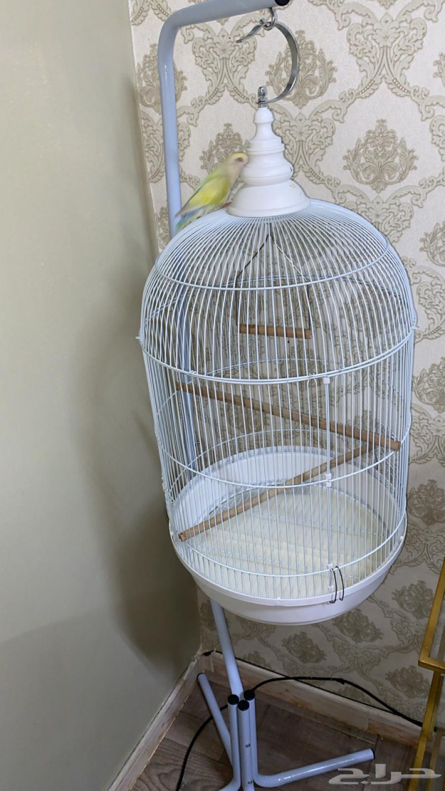 قفص طيور كبير64364545396610111