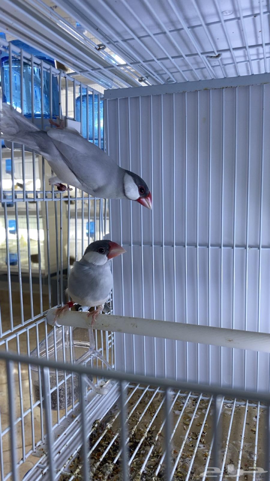 للبيع جوز جاوه سلفر جاهز64365454553219110