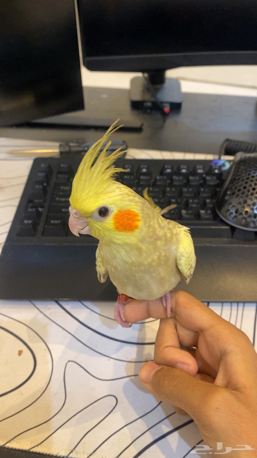 طير كروان اليف64373507343234113