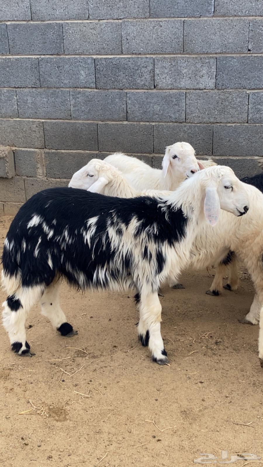 خروف طلي نجدي64371089188227110