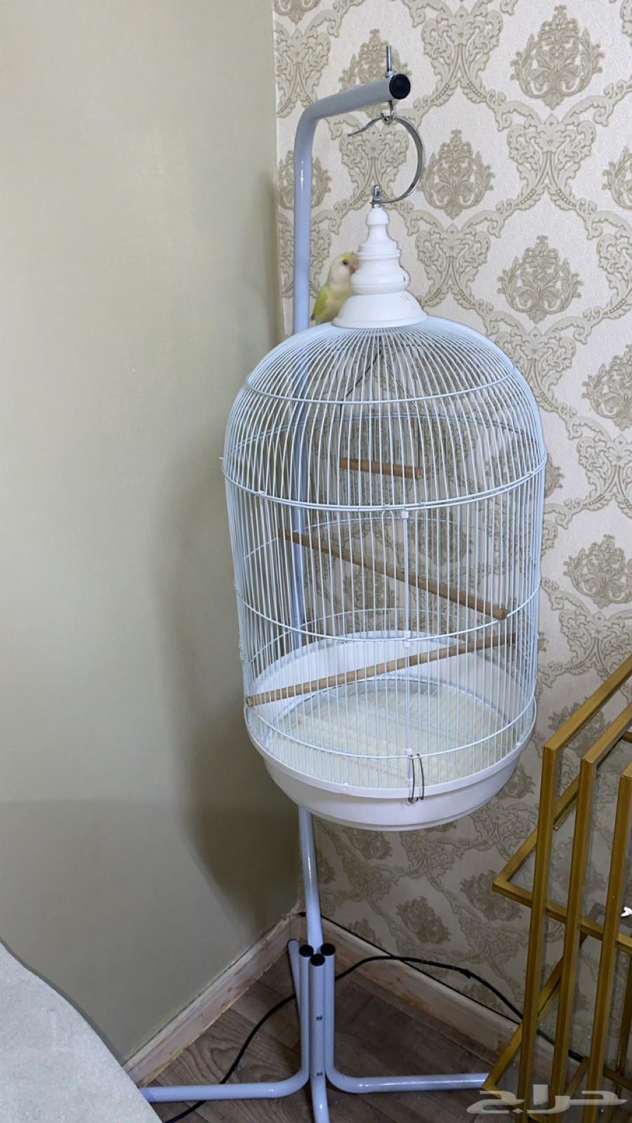 قفص طيور كبير64364545396610110